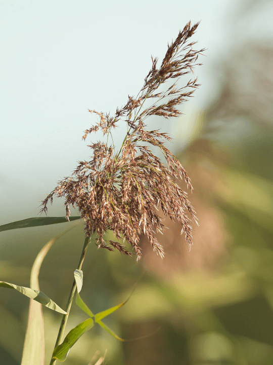 Phragmites australis